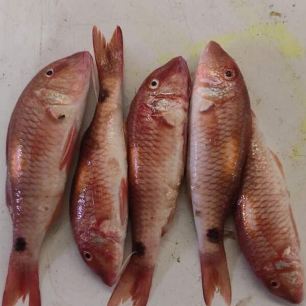 Red Mullet 1Kg