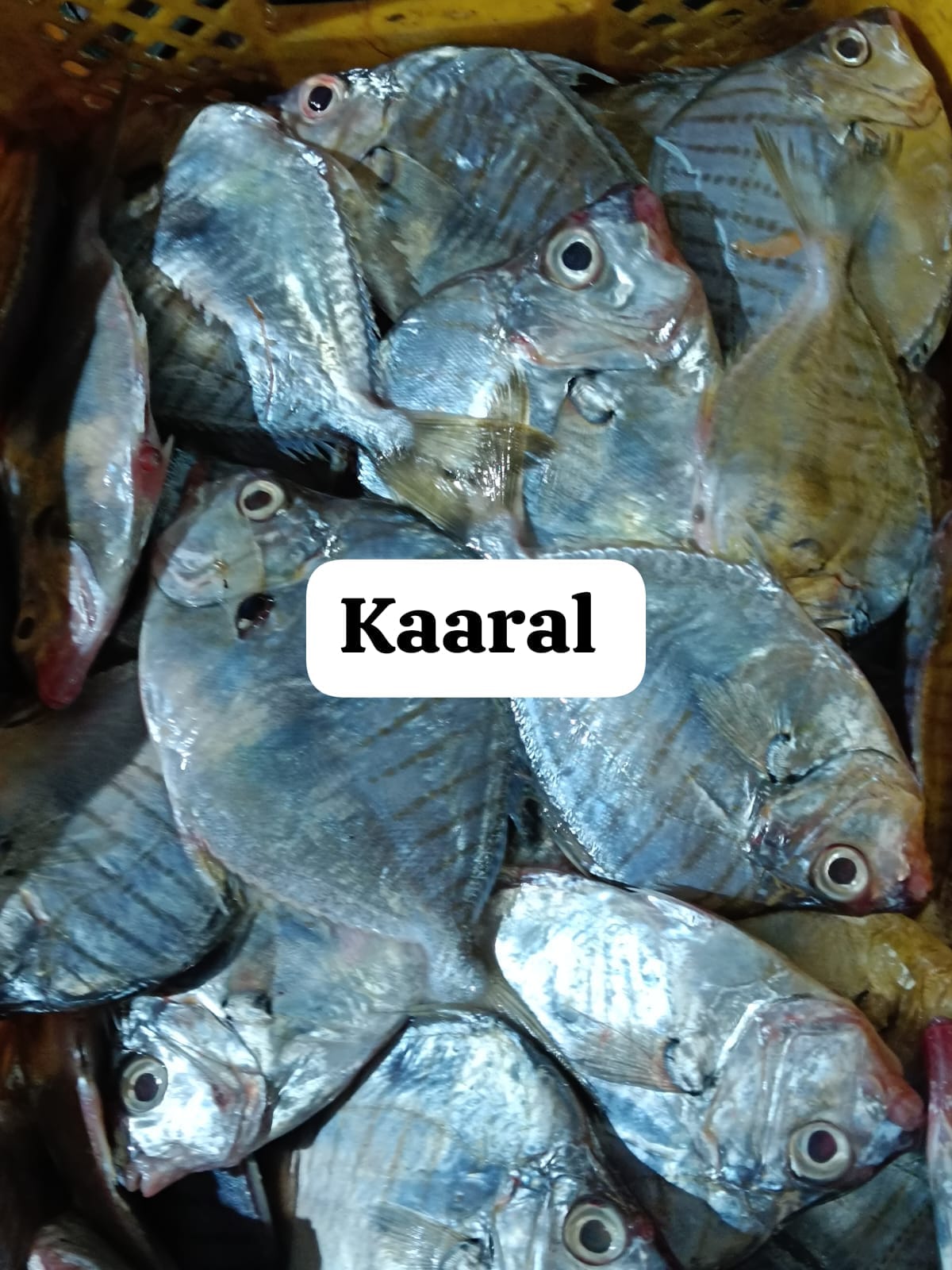 WhatsApp Image 2025-04-05 at 07.31.18