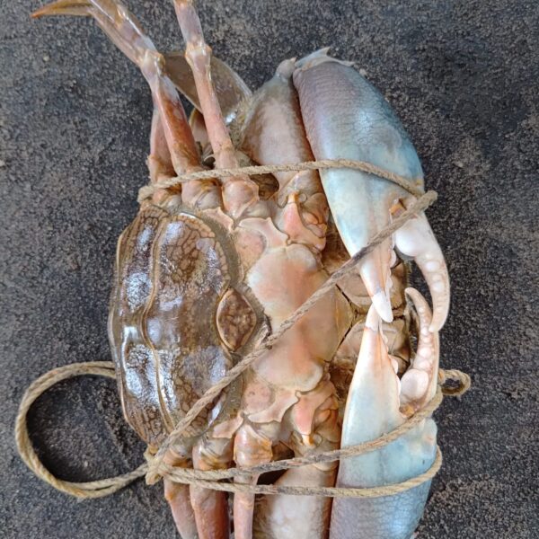 Mud Crab 1Kg